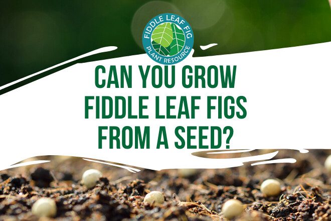Have you ever wondered if you can grow a fiddle leaf fig from seeds? Watch the video and read how fiddle leaf figs are grown for distribution in the US.
