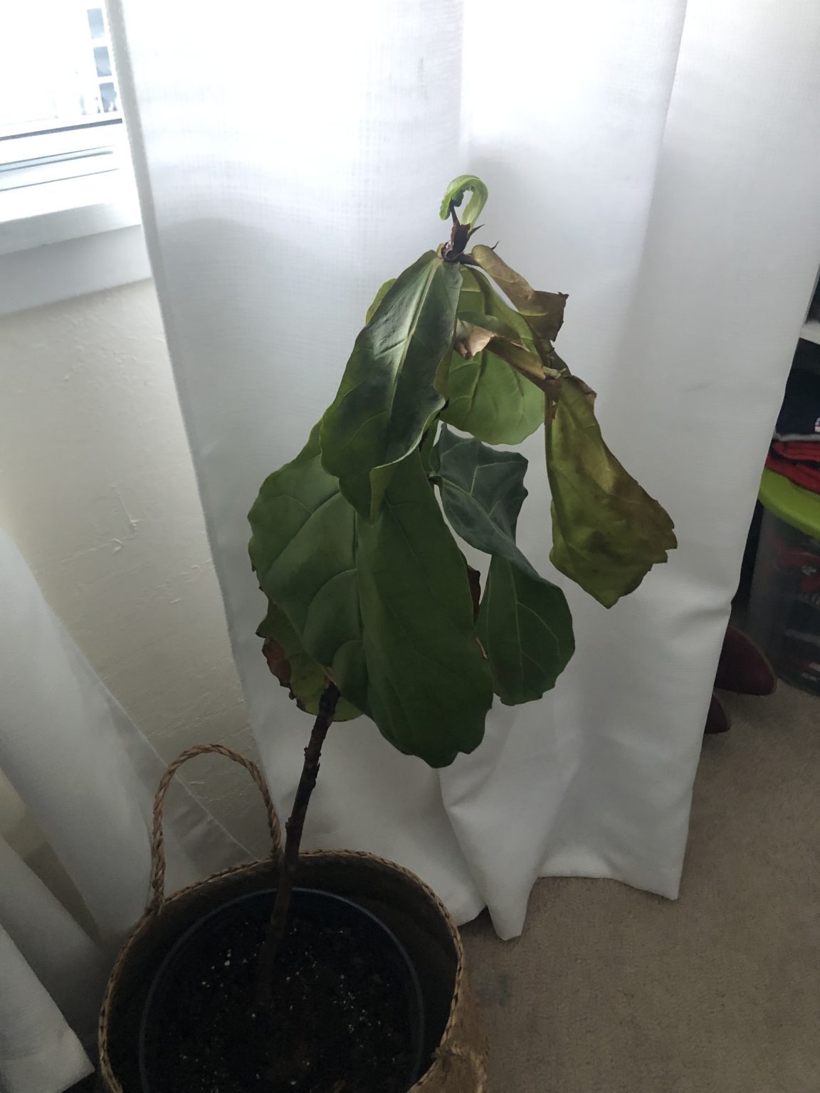 Repotted then started getting droopy The Fiddle Leaf Fig Plant Resource