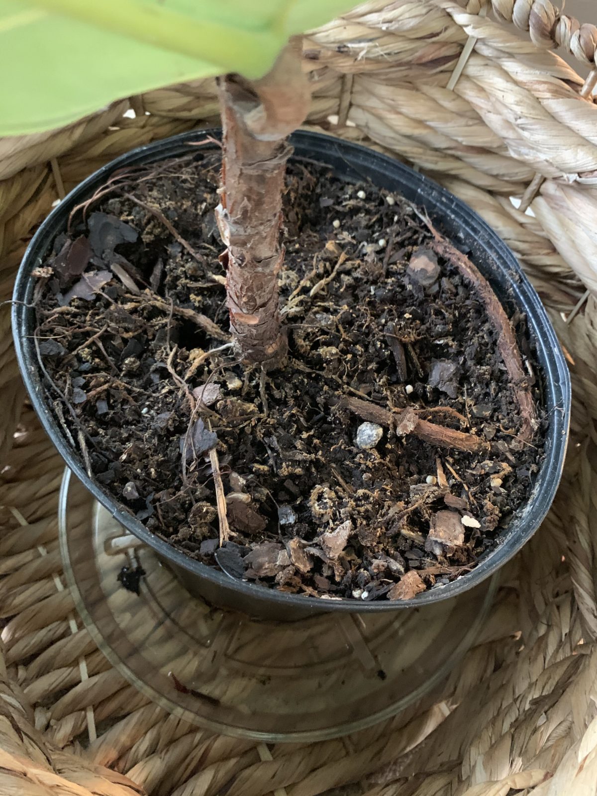 Should I repot my fig? The Fiddle Leaf Fig Plant Resource