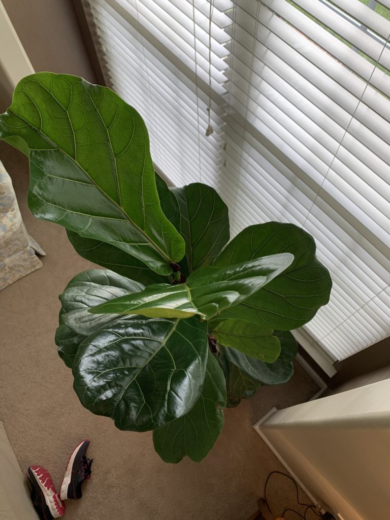 Should I repot my fig? The Fiddle Leaf Fig Plant Resource