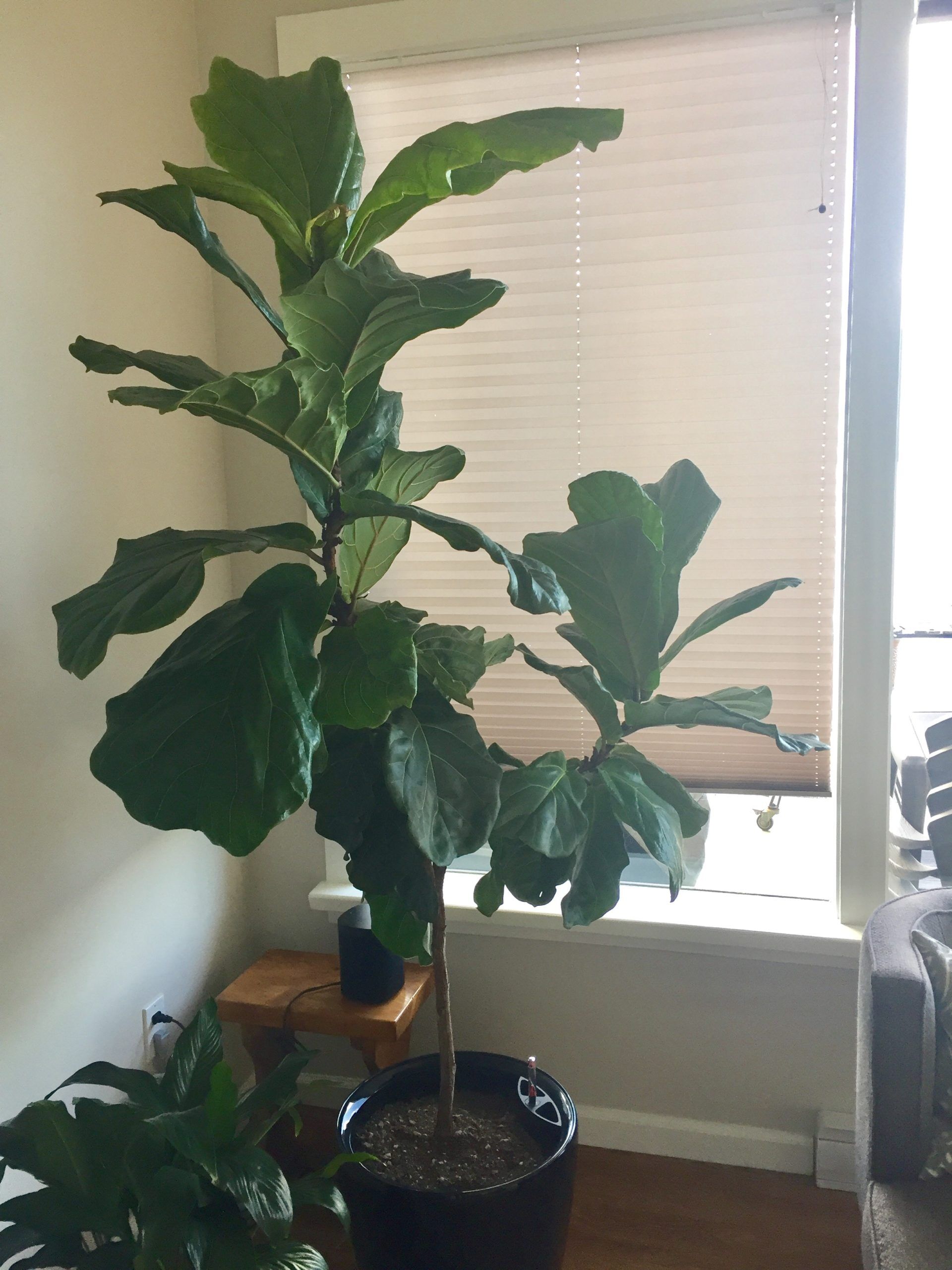 Need to prune and would like to propagate | The Fiddle Leaf Fig Plant