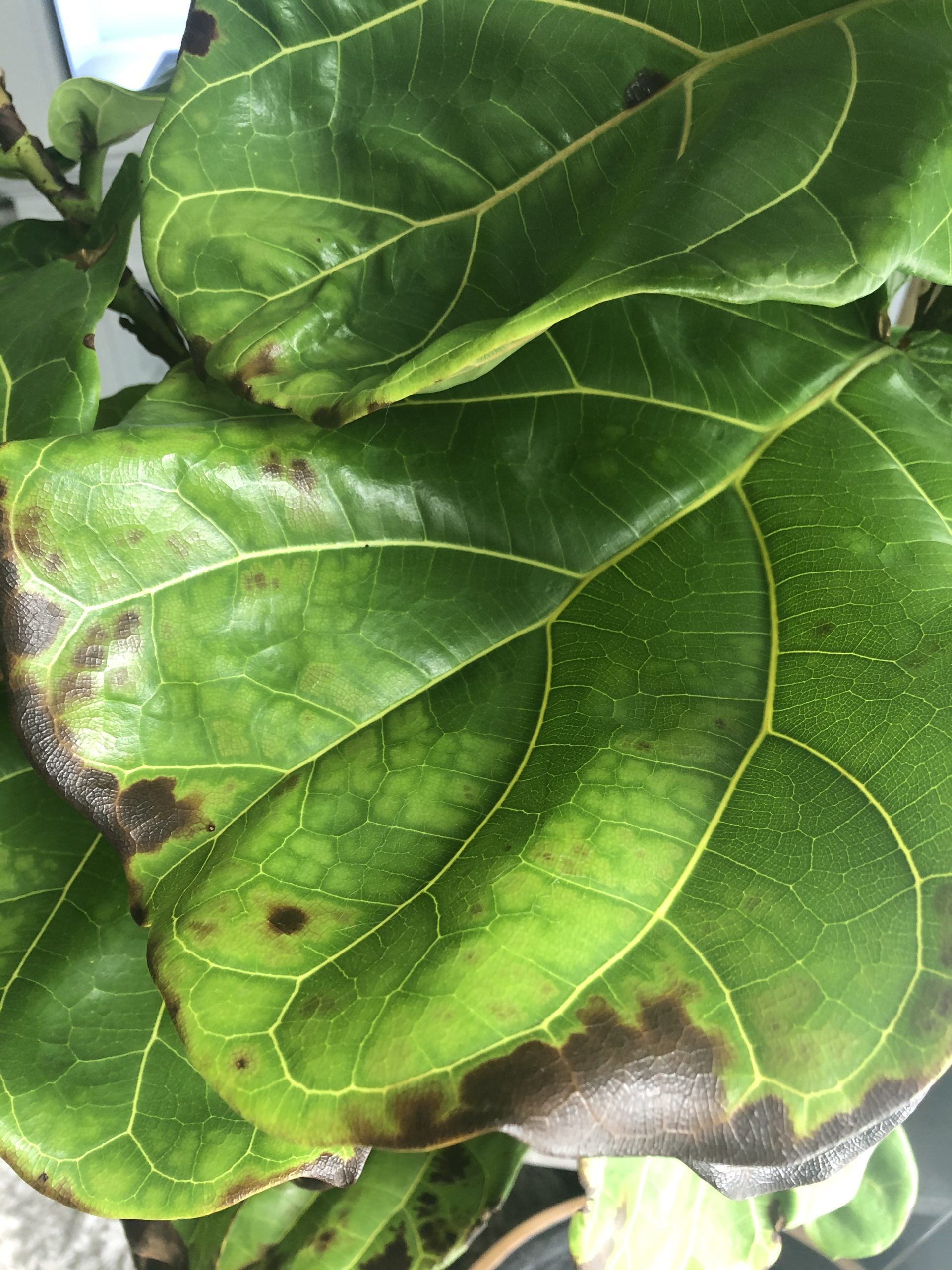 Over Watered or Underwatered? The Fiddle Leaf Fig Plant Resource