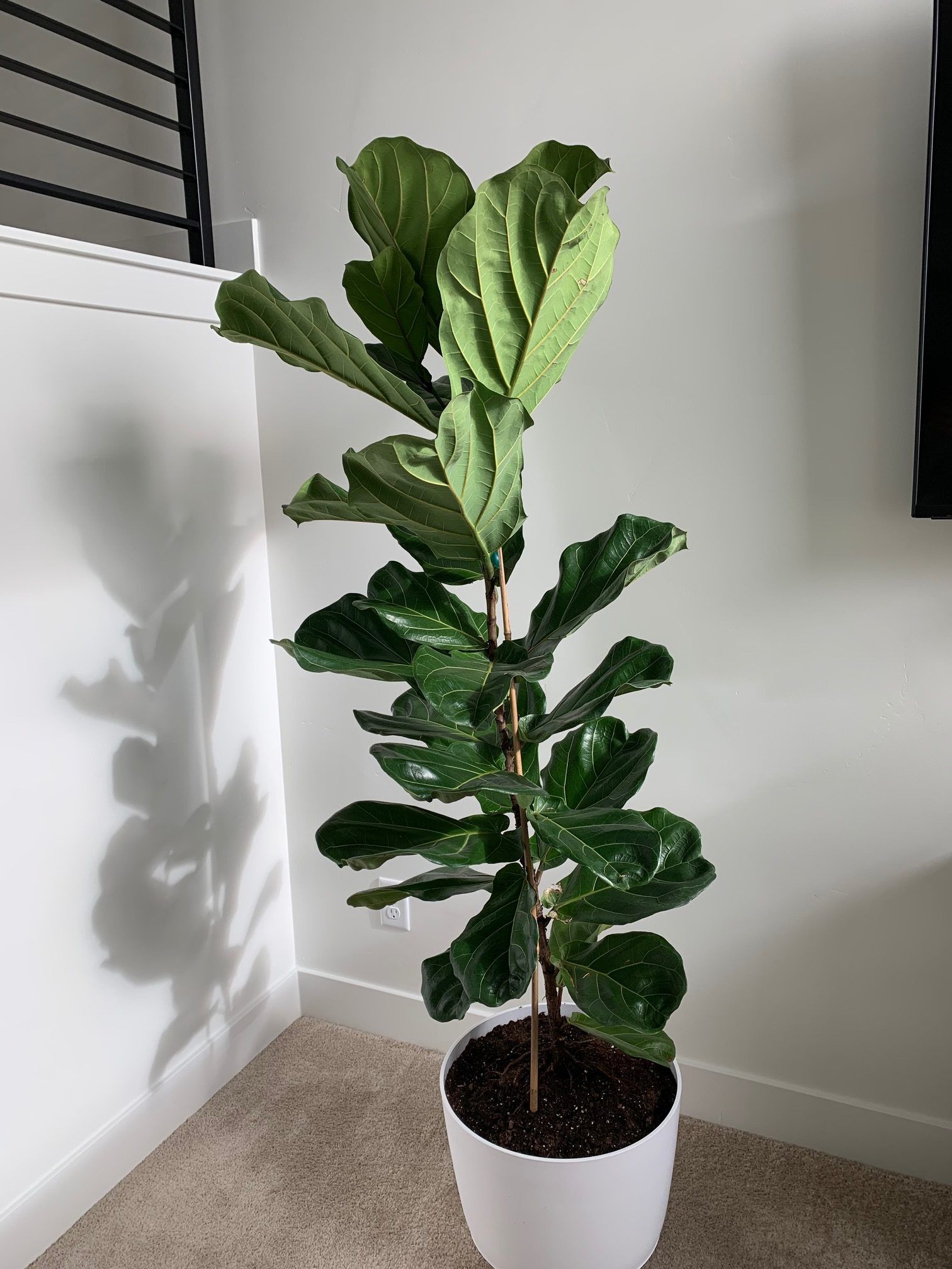 Leaves Cracking/Brown Spots and Curling Leaves | The Fiddle Leaf Fig ...