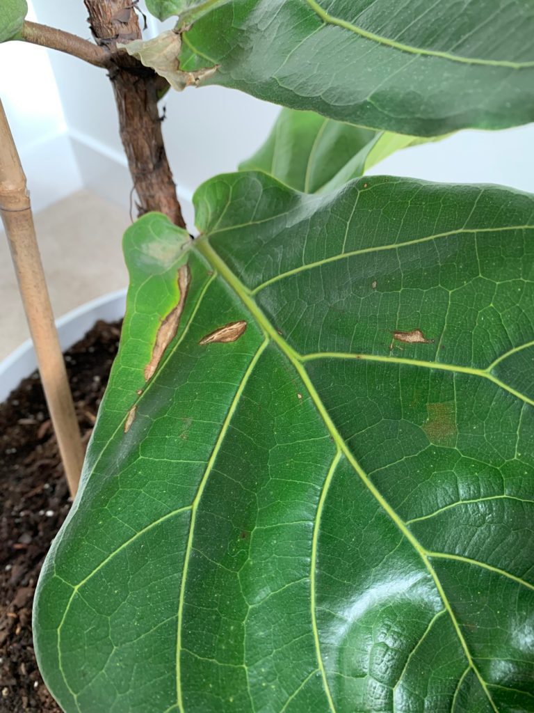 Leaves Cracking/Brown Spots and Curling Leaves The