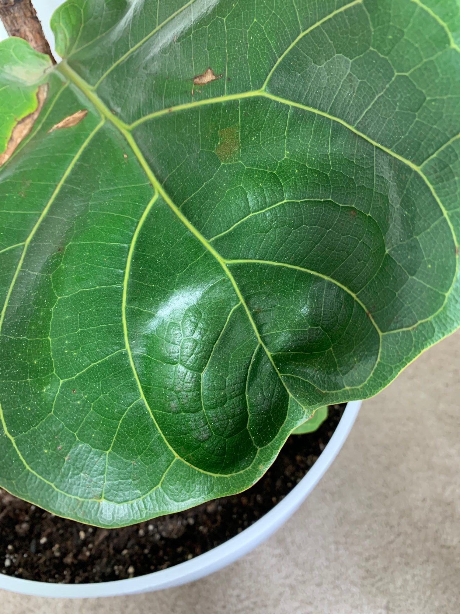Leaves Cracking/Brown Spots and Curling Leaves | The Fiddle Leaf Fig