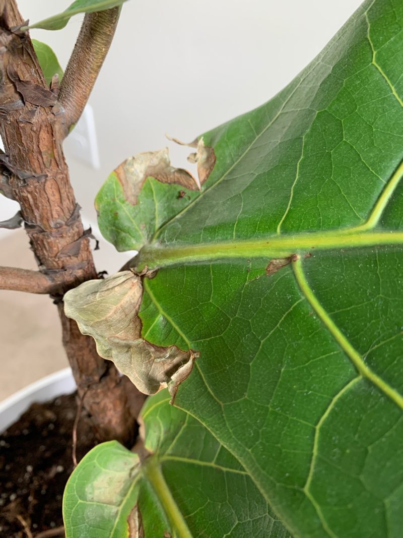 Leaves Cracking/Brown Spots and Curling Leaves | The Fiddle Leaf Fig ...