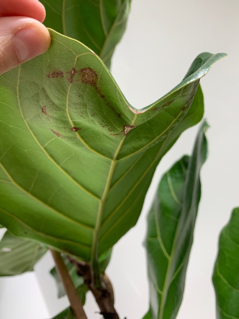 Leaves Cracking/Brown Spots and Curling Leaves The Fiddle Leaf Fig