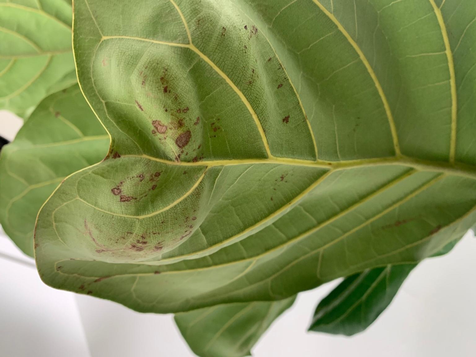 Leaves Cracking/Brown Spots and Curling Leaves The Fiddle Leaf Fig