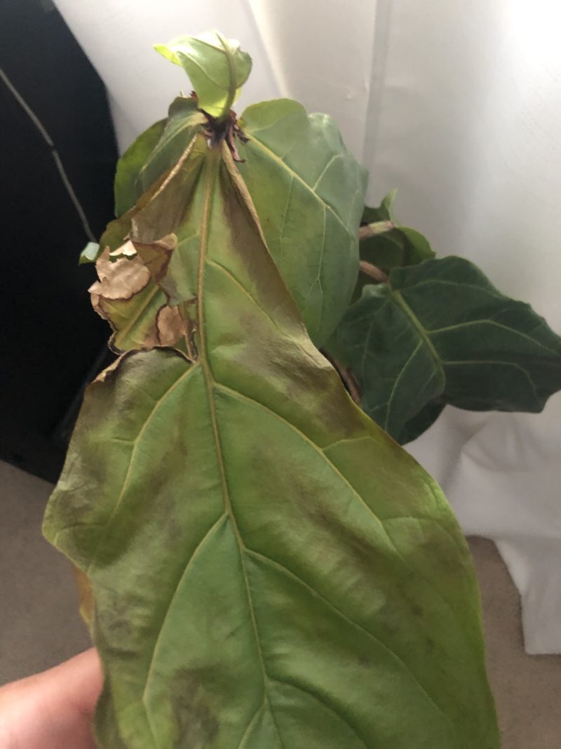 Lamb's Ear Drooping Leaves at Richard Crowe blog