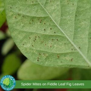Spider mites on fiddle leaf fig leaves. Edema on fiddle leaf fig leaves.
