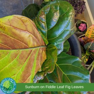 Sunburn on fiddle leaf fig leaves. Edema on fiddle leaf fig leaves.
