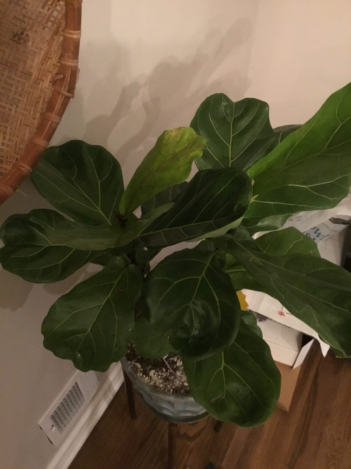 Pests The Fiddle Leaf Fig Plant Resource