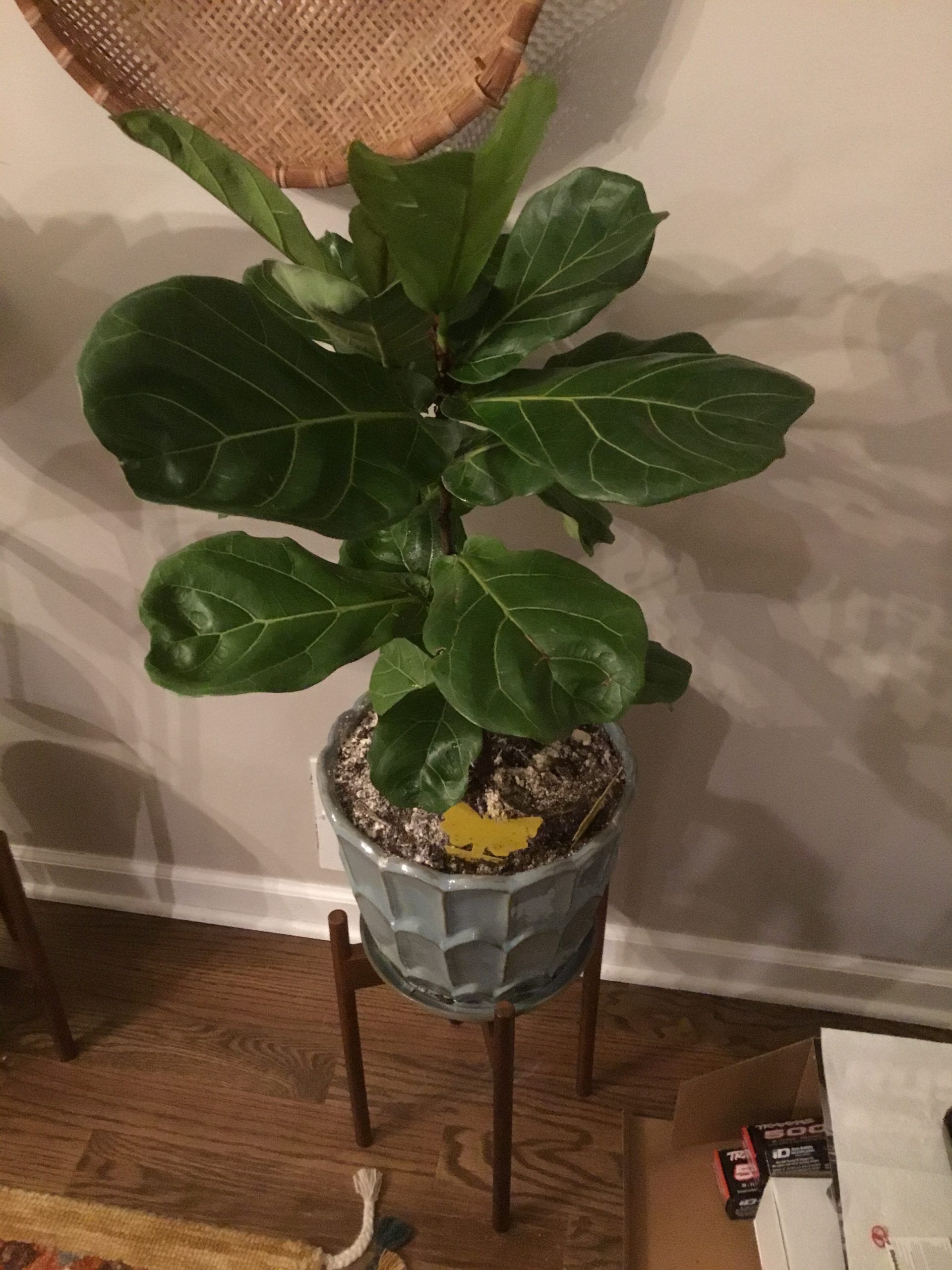 Pests The Fiddle Leaf Fig Plant Resource