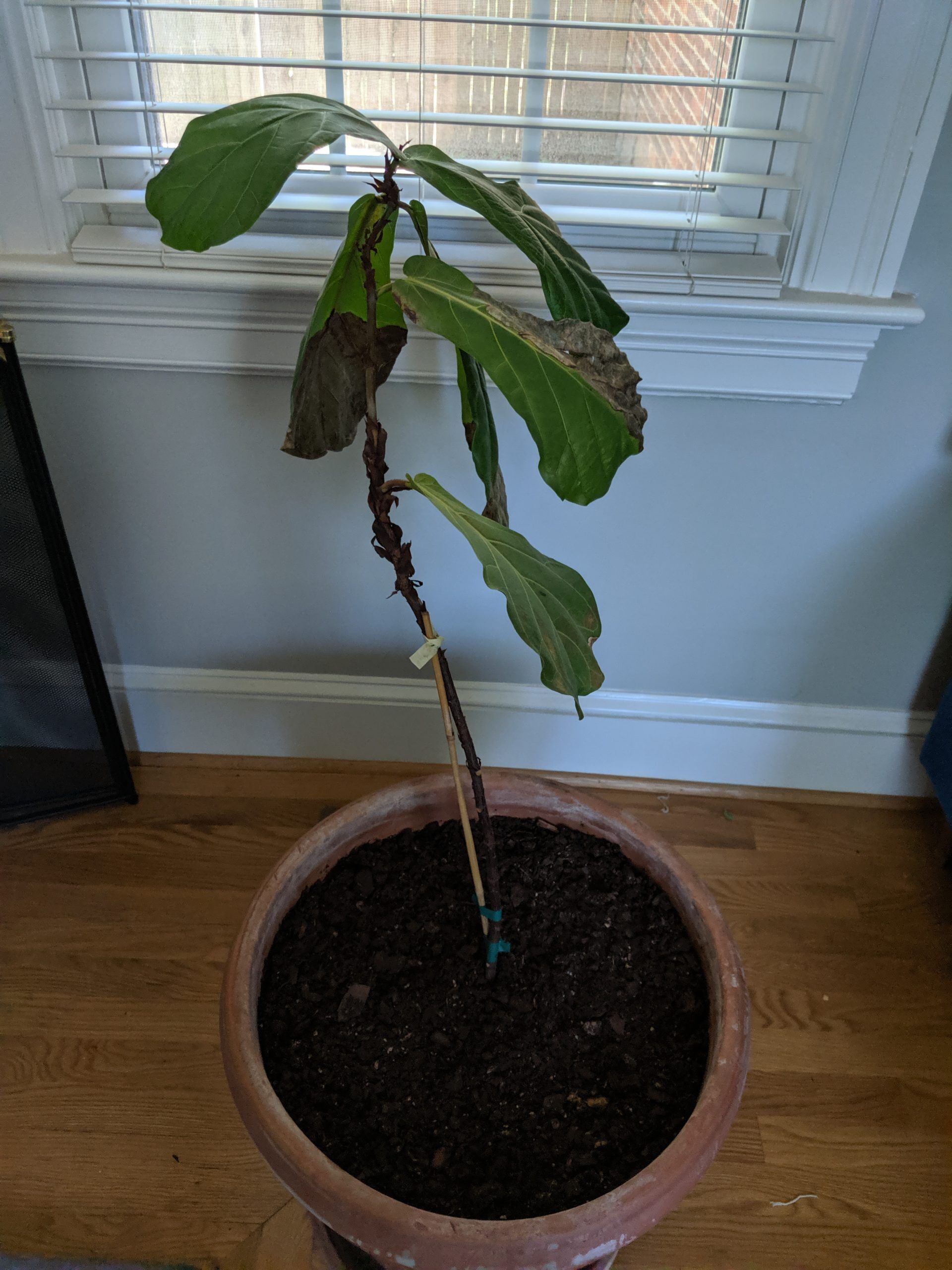 What should I do: Re-pot? Root prune? | The Fiddle Leaf ...