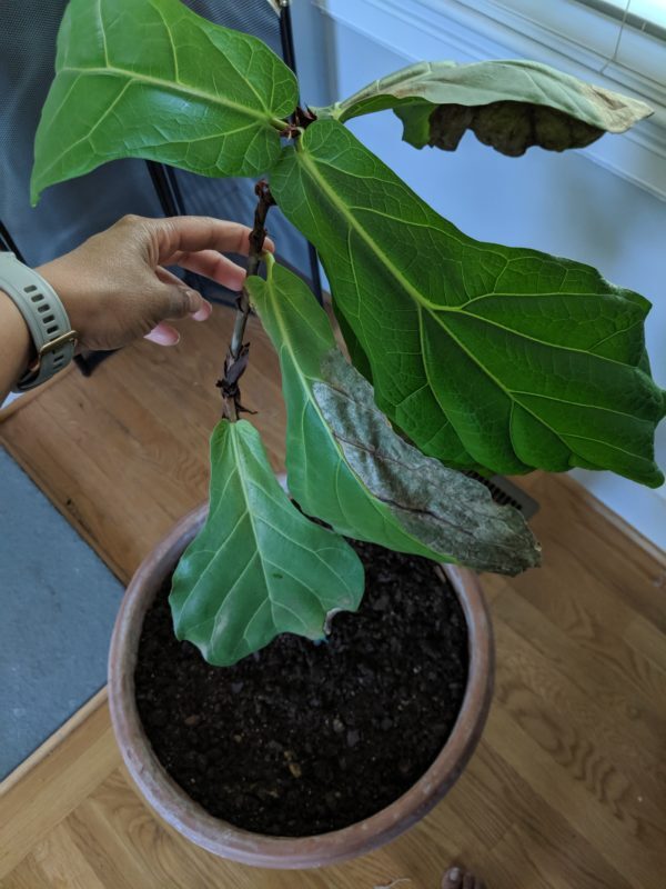 What should I do Repot? Root prune? The Fiddle Leaf