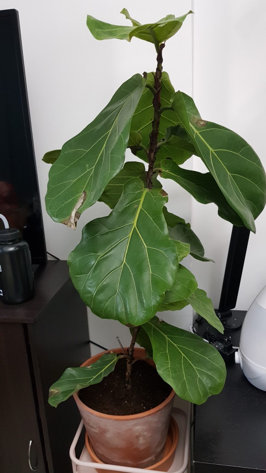 Drooping leaves | The Fiddle Leaf Fig Plant Resource