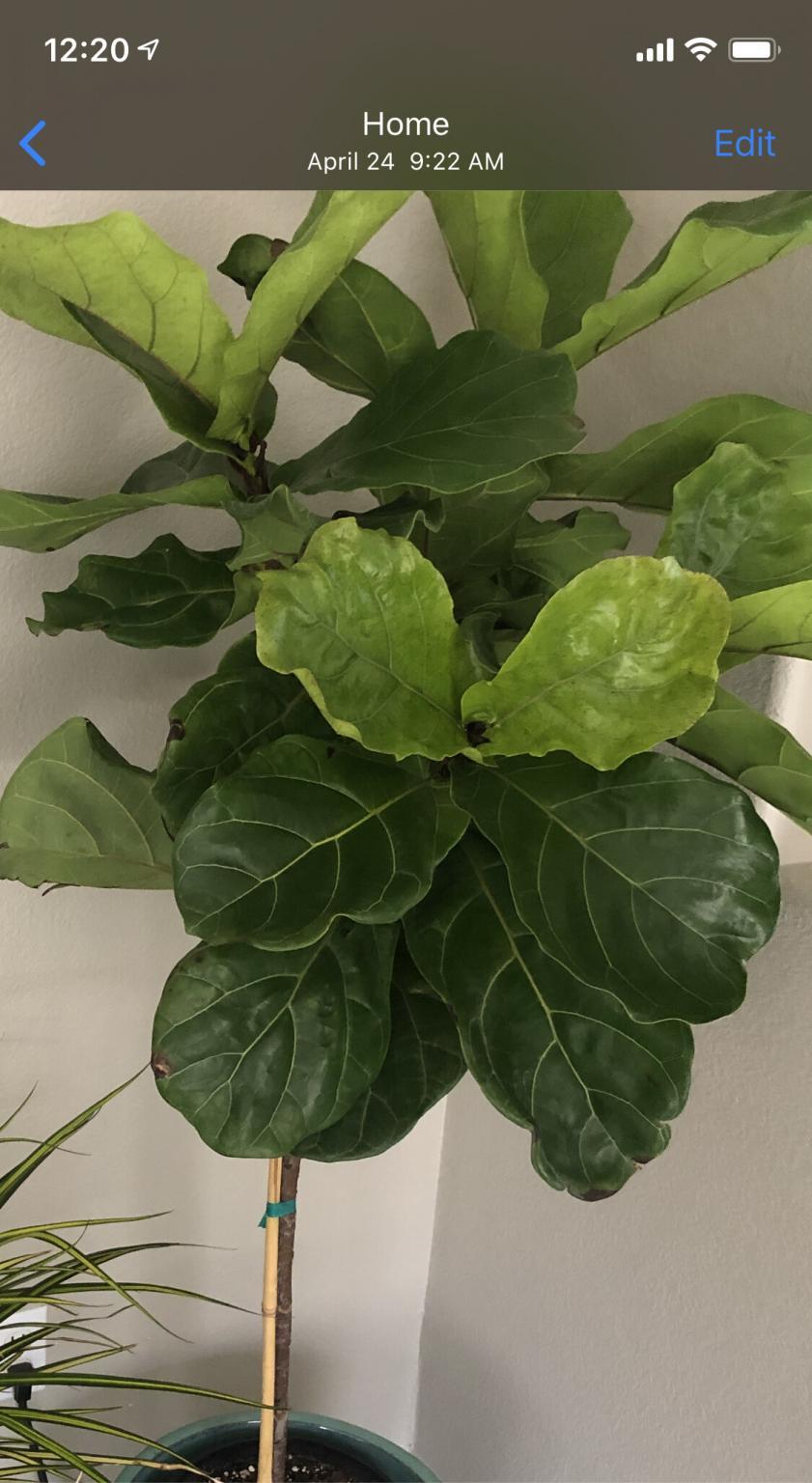 FLF Continuing to Brown and Lose Leaves after Repotting | The Fiddle