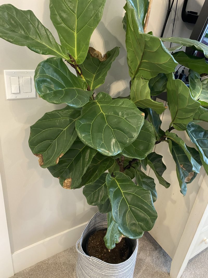 Brown spots on fiddle | The Fiddle Leaf Fig Plant Resource