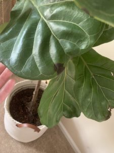 Unsure If Root Rot | The Fiddle Leaf Fig Plant Resource