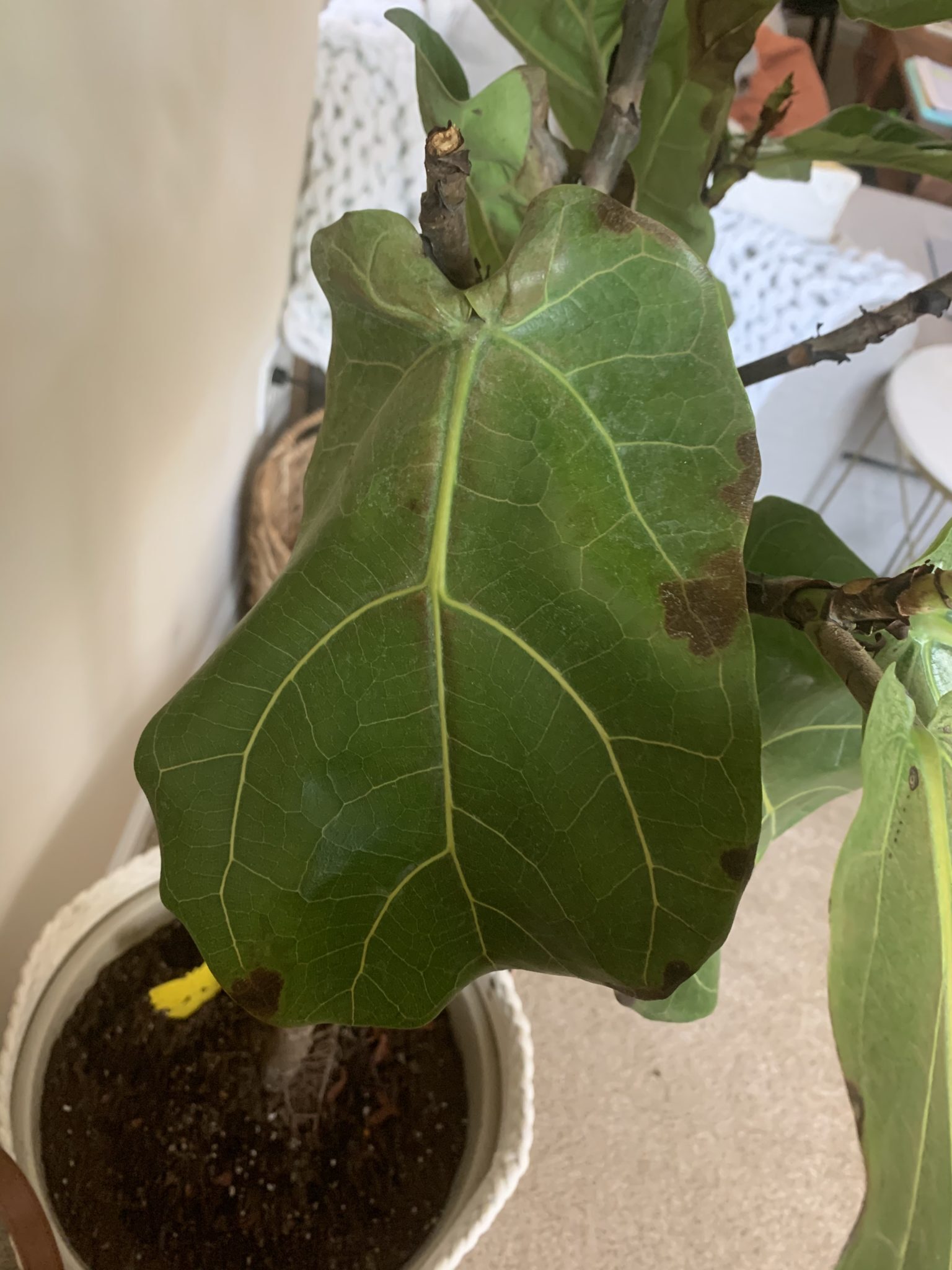 Unsure If Root Rot | The Fiddle Leaf Fig Plant Resource