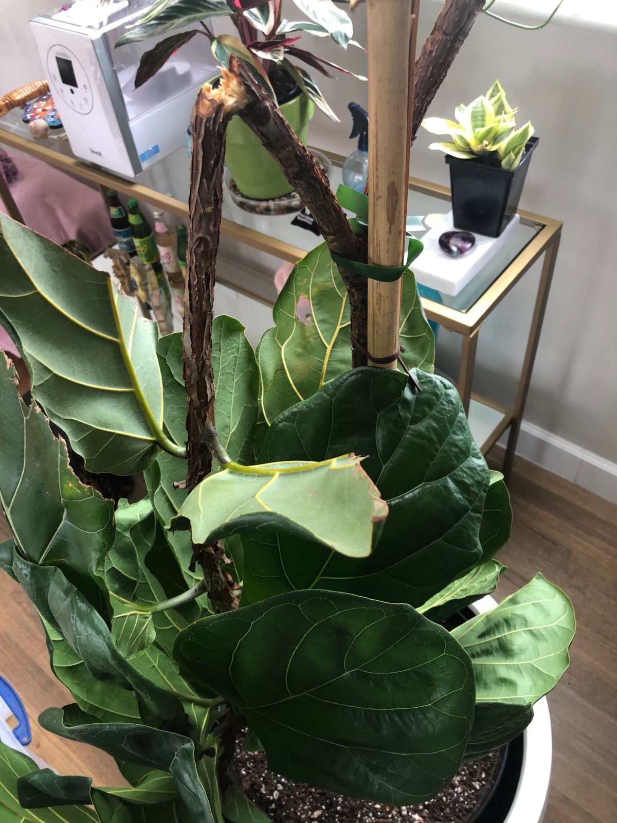 Broken Branch from notching, Should i cut back entire tree? The