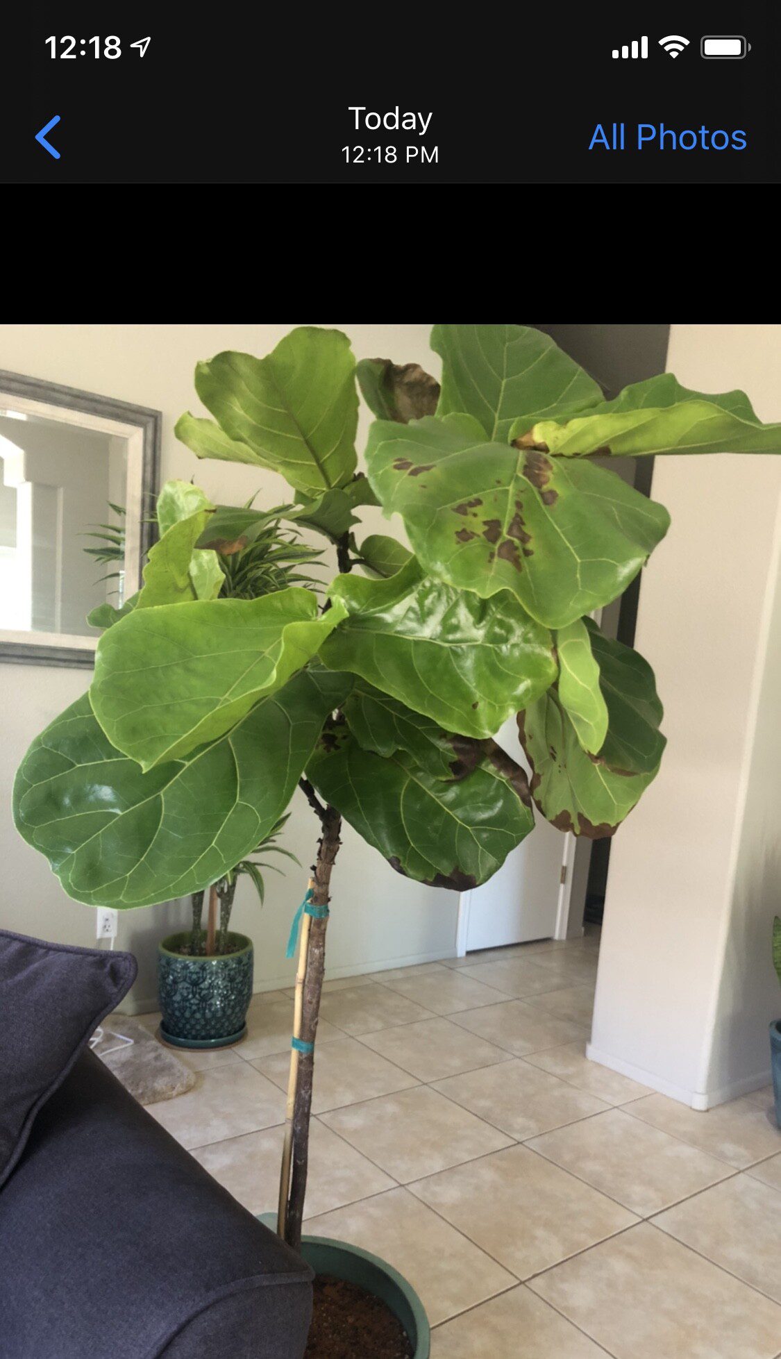 FLF Continuing to Brown and Lose Leaves after Repotting