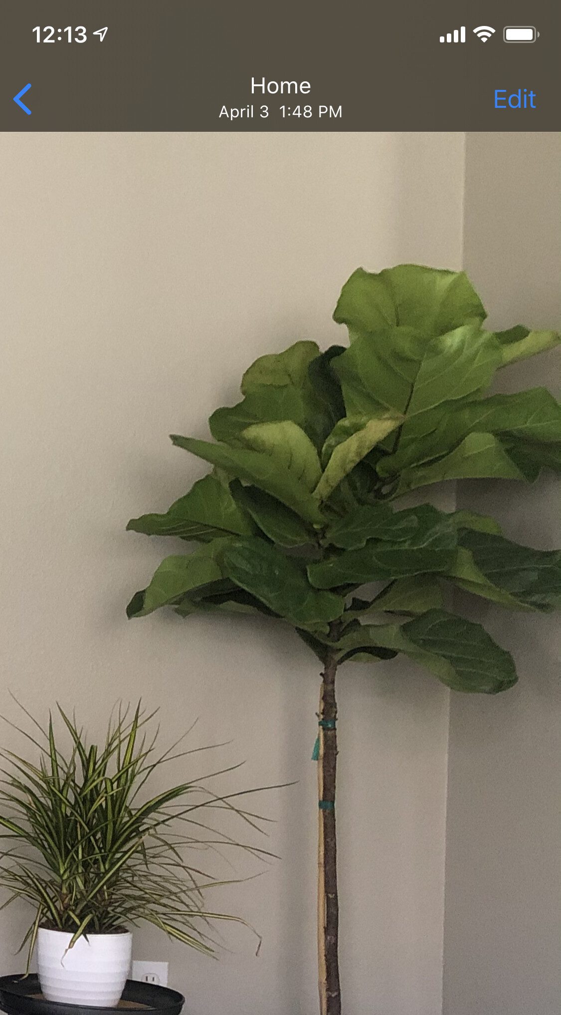 FLF Continuing to Brown and Lose Leaves after Repotting