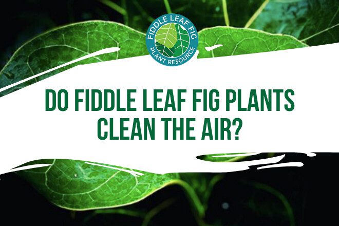 Houseplants are known to help purify the air we breathe. How do fiddle leaf figs measure up? Learn if fiddle leaf fig plants clean the air with this post