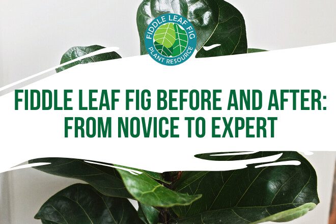 Get inspired by this amazing recovery story and fiddle leaf fig before and after photos from our Facebook group member, Angela!