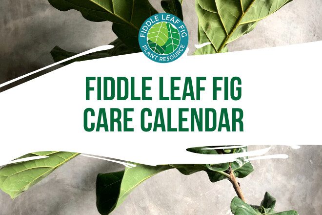 Looking for a master care calendar for your fiddle leaf fig? Follow our fiddle leaf fig care calendar and learn when to water, when to repot, and more!