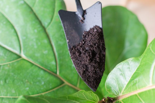 Fiddle Leaf Fig Care Potting Soil