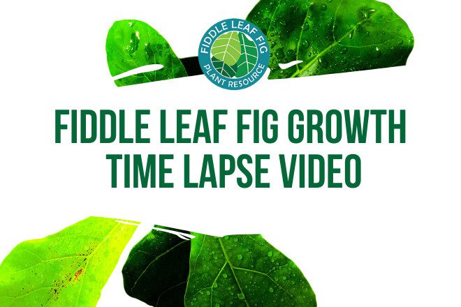 Curious how fiddle leaf fig growth looks? Watch the fiddle leaf fig growth time lapse video to see new fiddle leaf fig leaves grow over a week's time