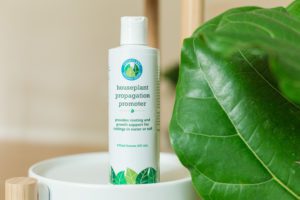 Can You Make Your Own Fiddle Leaf Fig Rooting Hormone?