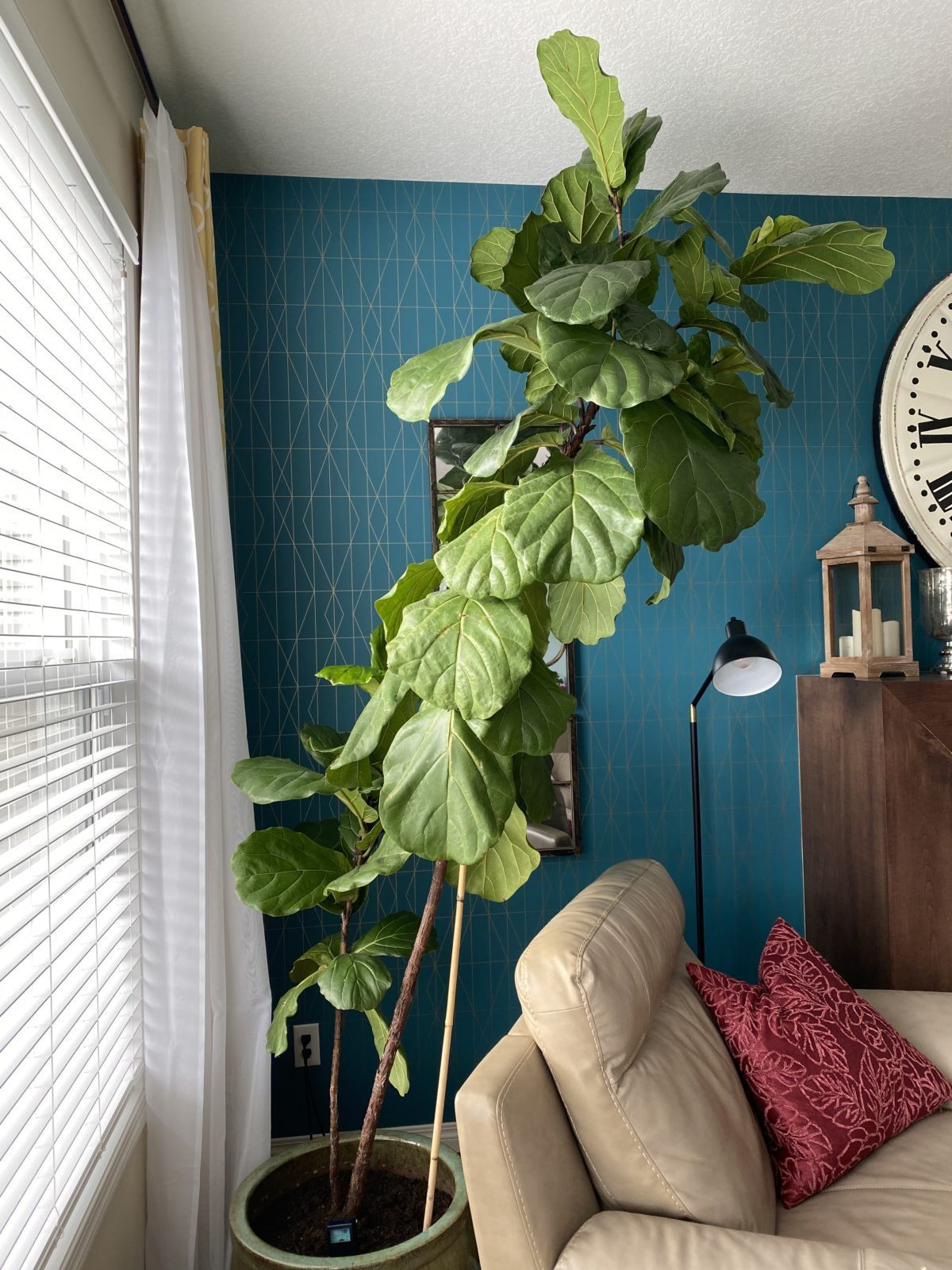 Pruning | The Fiddle Leaf Fig Plant Resource