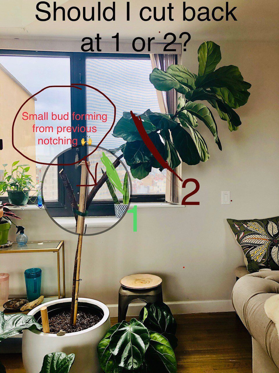 Broken Branch from notching, Should i cut back entire tree? The