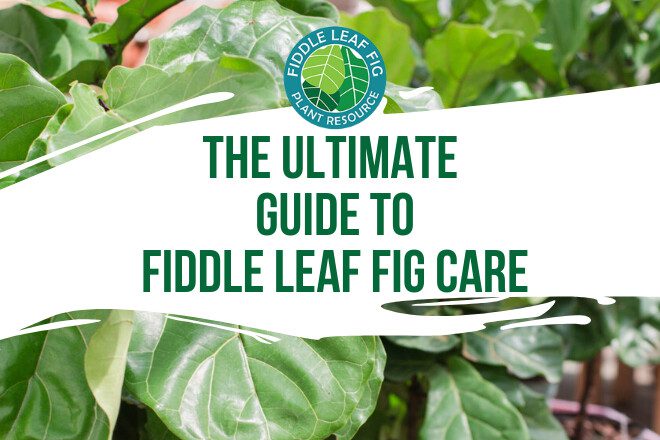 The Ultimate Guide to Fiddle Leaf Fig Care