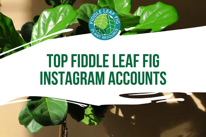 Follow these Instagram accounts for the best fiddle leaf fig photos and tips. These top fiddle leaf fig instagram accounts are the best around.