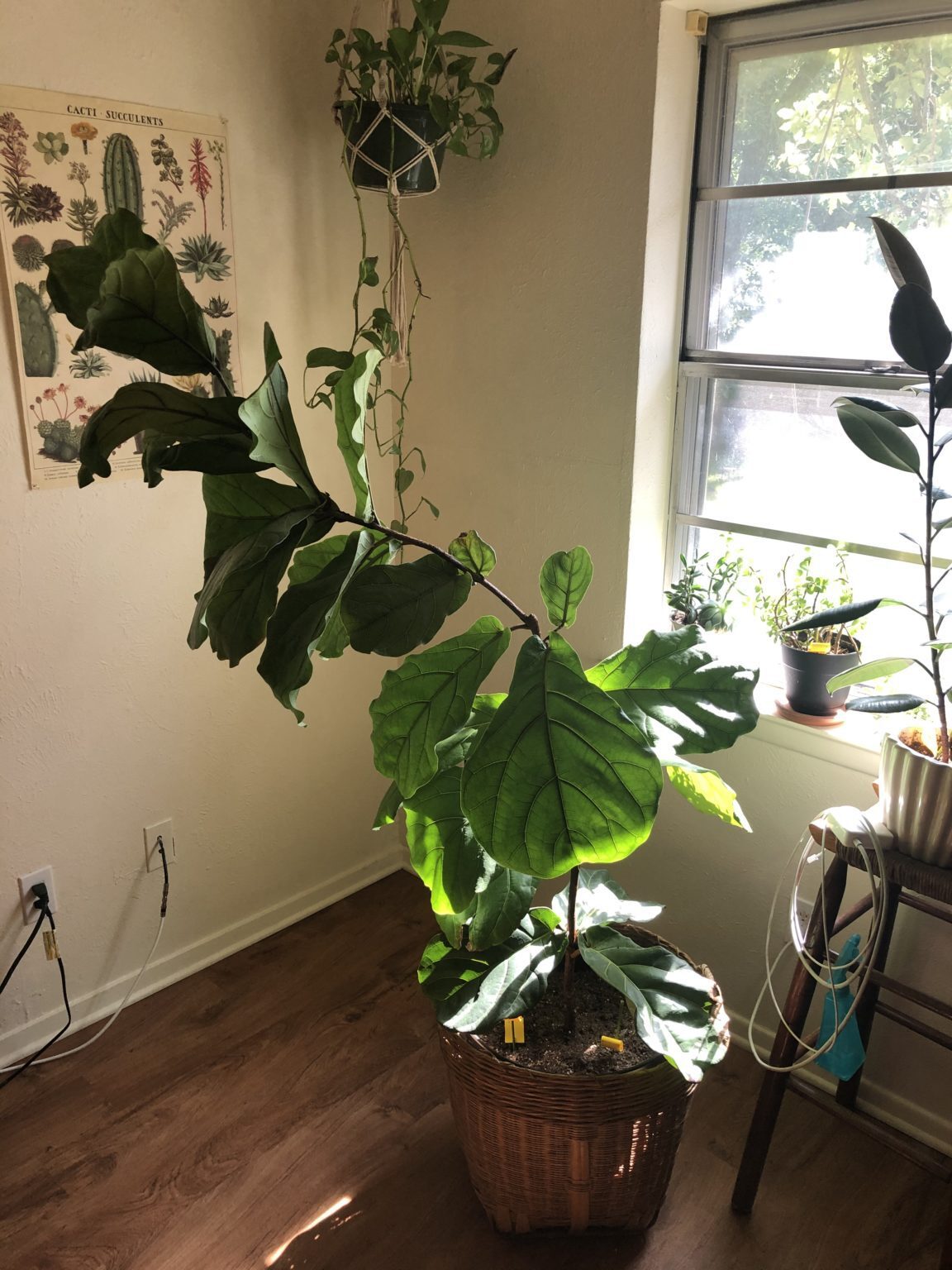 Growing lopsided The Fiddle Leaf Fig Plant Resource