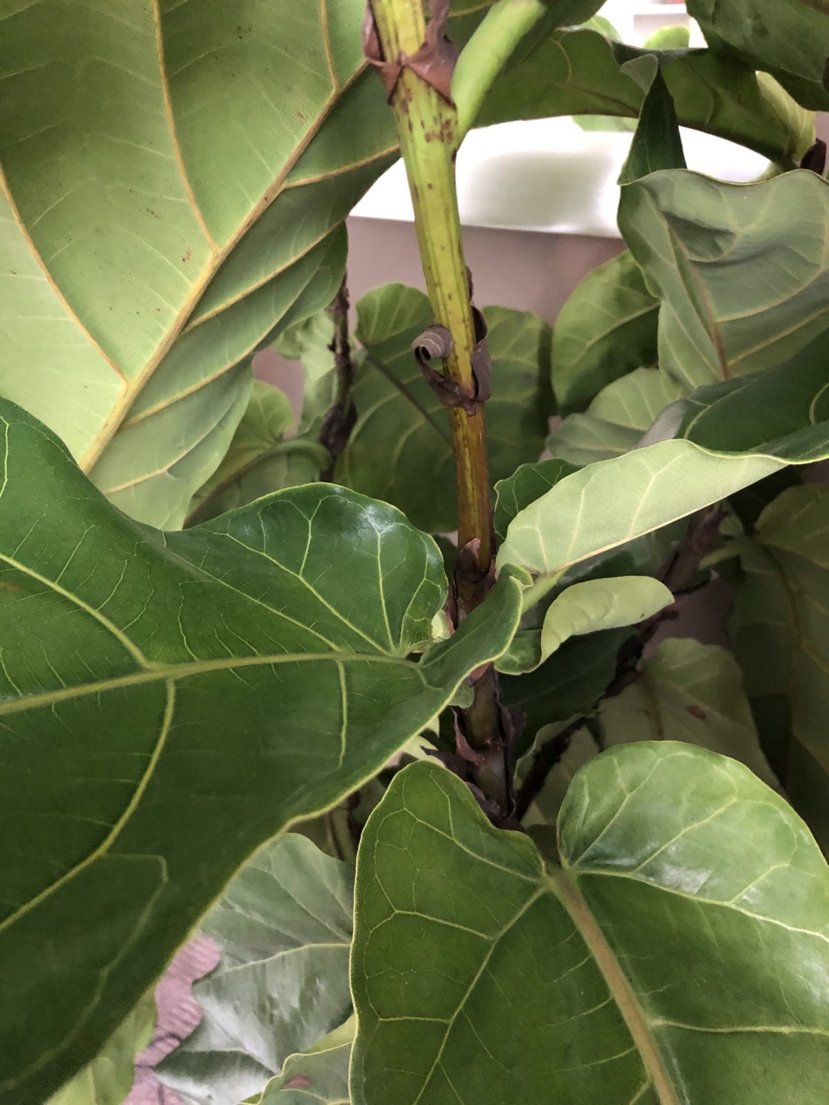 Brown spots on tops of stems and drooping. Please help