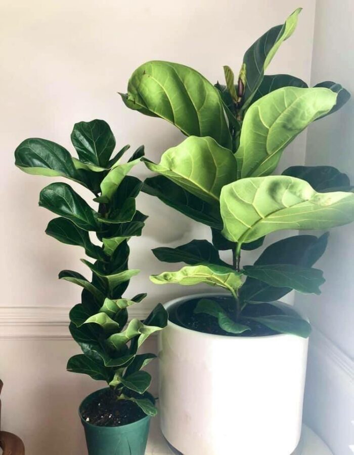 Bambino and Dwarf Fiddle Leaf Figs: What Is the Difference?