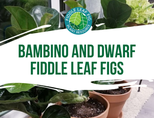 Fix Fiddle Leaf Fig Stunted Growth | Fiddle Leaf Fig Plant ...
