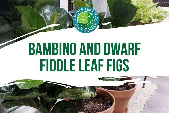 What is the difference between bambino and dwarf fiddle leaf figs? Learn more about small fiddle leaf figs and how best to care for them.