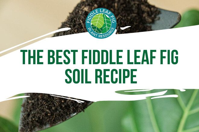 The correct fiddle leaf fig soil recipe can make a massive difference in the overall health and appearance of your plant. Learn which ingreidents are best.