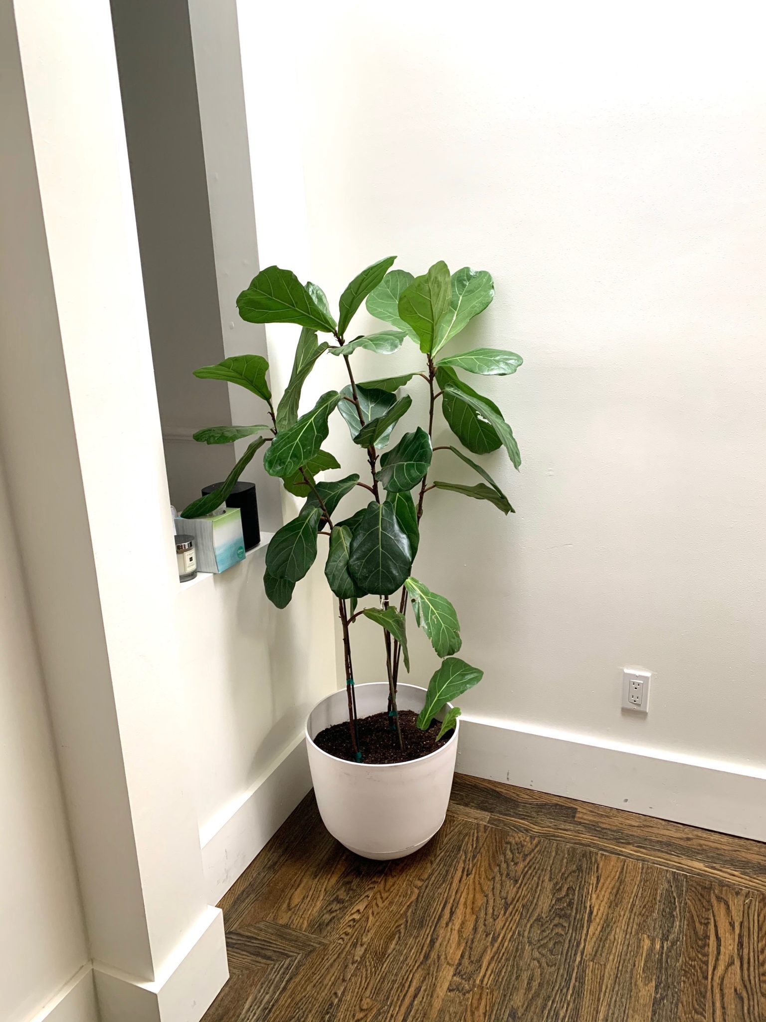 Need advice on repotting my three FLF plants! The