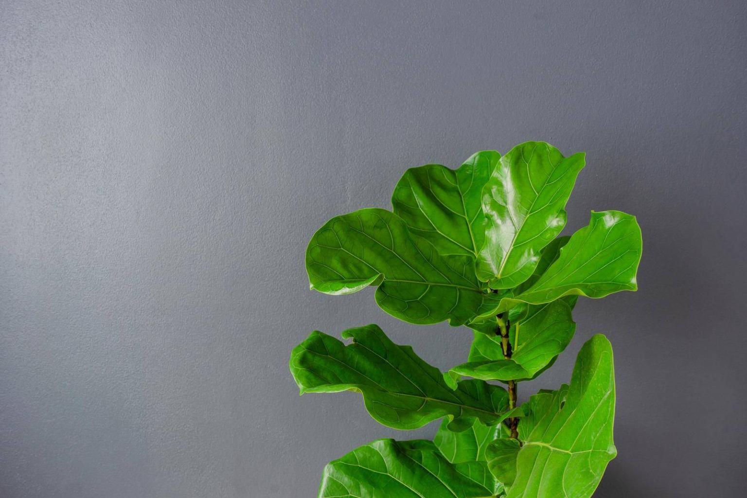 13 Facts About Fiddle Leaf Fig Trees Guest Post by Tony Manhart
