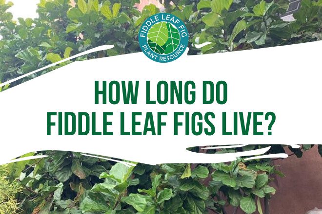 Have you wondered how long fiddle leaf fig plants can live? Discover how long your plant will live by watching this informative video