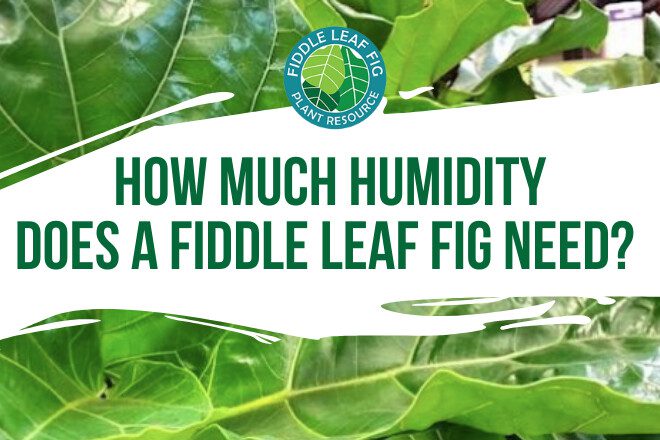 Fiddle leaf figs in their natural habitat live in very humid environments. Just how much humidity does a fiddle leaf fig need? Read more to find out!