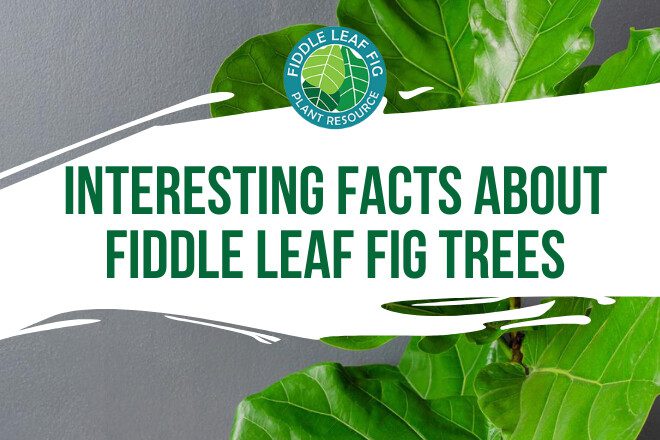 Discover 15 interesting facts about fiddle leaf fig trees from Tony Manhart, the founder and editor in chief at Gardening Dream.
