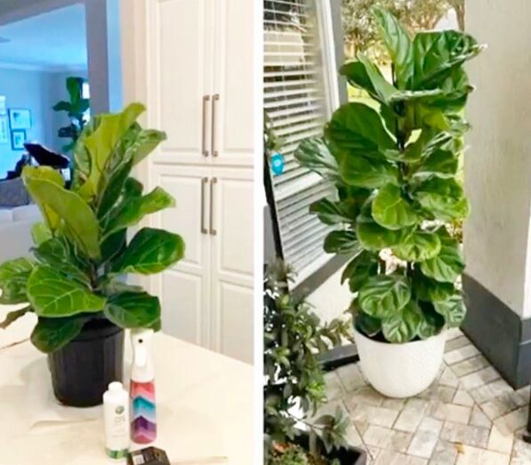 Before and after fiddle leaf fig plant given fertilizer