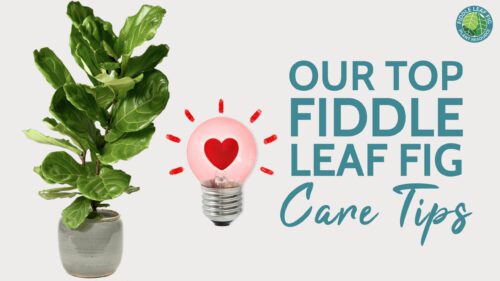 Everything You Need to Know About Fiddle Leaf Fig Care